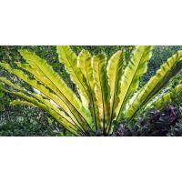 ราคา เฟิร์นข้าหลวง เฟิร์นข้าหลวงหลังลาย เฟิร์นรังนก เฟิร์นข้าหลวงโอซาก้า ไซส์XL (23389843295)