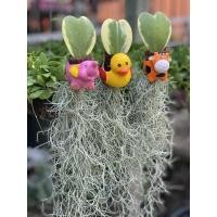 ราคา โฮย่าหัวใจทศกัณฐ์ด่างนอก ใส่ตุ๊กตาเซรามิคพร้อมเคราฤาษี (14838114371)