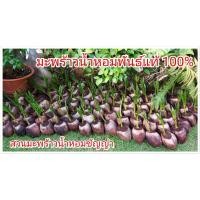 ราคา มะพร้าวน้ำหอมต้นเตี้ย บ้านแพ้วแท้ๆ 100% (3169126634)