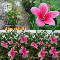 ราคา (vาย ต้นพันธุ์) ดอก ต้น ต้นชบาลิลลี่ดอกสีชมพู ชบาลิลลี่ ดอกสีชมพู ต้นชบาลิลลี่ ต้นชบา ชบา ชะบา fadel (15045256337)