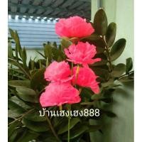 ราคา ‼️ส่งเร็ว‼️ ช่อดอกดาวเรืองสีชมพูสด 1ช่อ 5 ดอก ( ราคาต่อ 1 ช่อ) ดอกไม้ผ้า ดาวเรืองผ้า (20294378481)