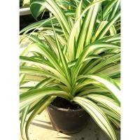 ราคา ว่านเศรษฐีเรือนนอก/ เรือนใน ส่งเสริมโชคลาภ ความเป็นมงคลป้องกันภัยอันตราย ไม้ฟอกอากาศ 59บาท (3345636151)