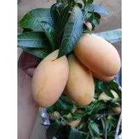 ราคา มะปรางหวานสุวรรณบ​า​ตร​/หวานกรอบไม่คันคอคละไซด์ (24458084109)