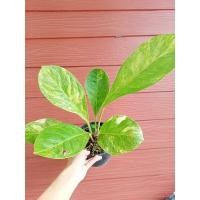 ราคา เศรษฐีเงินหนาด่างเหลือง#anthuriumJenmaniiVariegata (28506938225)