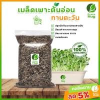 ราคา เมล็ดทานตะวัน Organic (Sunflower Seeds - Organic 300 g./500 g./1000 g.) GREENHUG เมล็ดต้นอ่อน (10286258888)