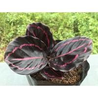 ราคา ต้นคล้านกยูงแดงไม้มงคล (11746131581)