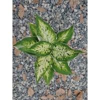 ราคา ต้นเศรษฐีรับเงิน กระถาง5นิ้ว (14548661993)