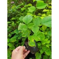 ราคา ต้นกล้า ประดู่ป่า สูง 10-30 cm. ไม้ป่าเศรษฐกิจ (6343867845)