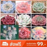 ราคา succulent เมล็ดพันธ์ุ”ไม้อวบน้ำ 30เมล็ด (1187825560)