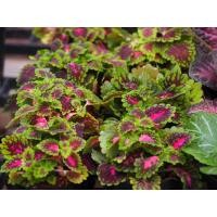 ราคา ต้นฤาษีผสม (กระถาง 3 นิ้ว) (12646718064)