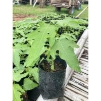 ราคา ต้นมะละกอแขกนวลดำเนินต้นเตี้ยลำอวบแข็งแรง (23375766652)