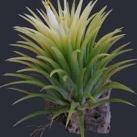 ราคา ทิลเเลนเซียสีเหลือง Tillandsia Ionantha'Yellow' (1882367303)