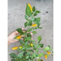 ราคา ต้นกล้า พริกองุ่น พริกเผ็ดสีสวย พร้อมปลูกต้นกล้าละ 19 บาท (22641033175)