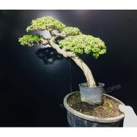 ราคา บอนไซเพรมน่าใต้หวั่น✅พร้อมส่ง✅ได้รับต้นไม้ตามรูป (27627098077)