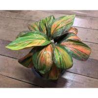 ราคา เพชรพระอุมา ไม้มงคลโบราณน่าสะสม (28159626953)