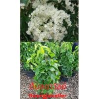 ราคา ขาย ต้น ลดาวัลย์ ไม้หอม เวลาออกดอก ขาวโพลน คล้ายหิมะ เหมาะกับการทำซุ้มโชว์หน้าบ้านหรือรั้วมากค่ะ (2849990774)