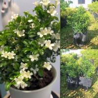 ราคา ต้นแก้วแคระ ไม้มงคล ดอกขนาดเล็ก มีกลิ่นหอมตลอดเวลา ดอกสีขาวสวยงาม (27424910862)