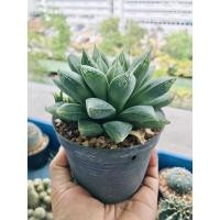 ราคา ฮาโวเทีย(hawothia) (บัวแก้ว) (6967227558)