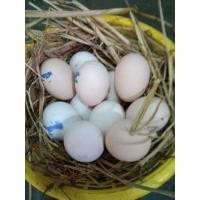 ราคา ไข่เชื้อไก่ดำอินโดสำหรับฟัก (21447500615)