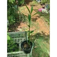 ราคา ต้นตีนเป็ดนำ้ มีปลายทาง (13539684667)