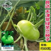 ราคา เมล็ดกะหล่ำปลีปม กะหล่่ำปม เมล็ดนำเข้า ราคาถูก Kohlrabi (8436624792)
