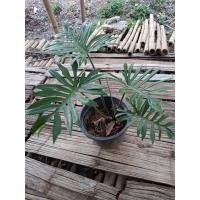ราคา ต้นฟิโลเดนดรอน(Philodendron)ดาวแดง (4950378484)