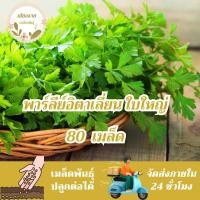 ราคา เมล็ดพันธุ์ พาสเลย์อิตาเลี่ยนใบใหญ่ 80เมล็ด Flat Leaf Italian Parsley Seed เมล็ดพันธุ์แท้100% นำเข้าจากต่างประเทศ ถูกดี (29701840641)