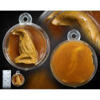 ราคา นกสาริกาหลงรังหลวงพ่อสนิท ตัวนี้ในตลับสีผึ้ง (29671045245)