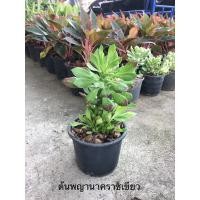 ราคา ต้นพญานาคราชเขียว และพญานาคราชด่างในกระถาง 5 นิ้ว เป็นไม้มงคล เสริมบารมี (8425181398)