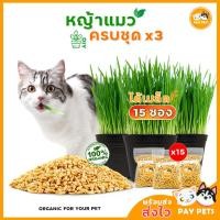 ราคา ชุดปลูกหญ้าแมว (กระถางดำปลูก15ครั้ง) cat grass ชุดปลูกหญ้าแมวออแกร์นิค ปลอดสาร ชุดปลูกต้นอ่อนสาลีแมว (9498510081)