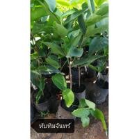 ราคา ชมพู่ทับทิมจันทร์ ( ขนาด40 ซม.) (5100436806)