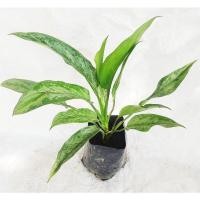 ราคา เขียวหมื่นปี (ไม้มงคล) (8856104873)