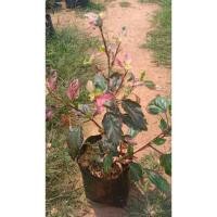 ราคา ขายต้นชบาด่าง พุ่มเล็ก (6733025593)