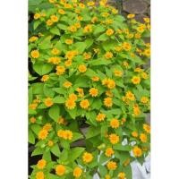 ราคา ต้นเมลัมโพเดียมหรือกระดุมทองต้น100เมล็ด+ (17228467753)