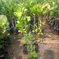 ราคา ต้นมิราเคิลไม้มหัศจรรย์แบบกิ่งตอน (23936013746)