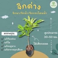 ราคา ต้นพันธุ์จิกด่าง จิกนาด่าง จิกกระโดนด่าง จิกน้ำด่าง (20942366749)