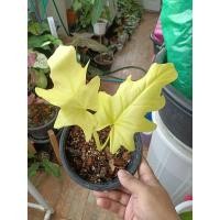 ราคา ฟิโลใบมะละกอสีทอง Philodendron warscewiczii (17127609697)