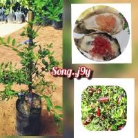 ราคา ต้นมะนาวคาเวียร์ หรือ มะนาวนิ้ว ( เสียบนยอด ) (27730520982)