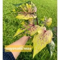 ราคา บอนสี เบญจรงค์น้ำทอง (ป้าย/ลุ้นป้าย)บอนเก่าด่างสวยแชทเลือกต้นได้ (14350347847)