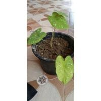 ราคา ต้นสาวน้อยประแป้ง ขาวชมพู (11651829004)