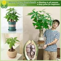 ราคา เมล็ดพันธุ์ ต้นศุภโชค ไม้มีเงิน ต้นไม้เงิน บรรจุ 2เมล็ด Pachira Money Tree Seed ต้นถั่วศุภโชค ต้นไม้ฟอกอากาศ เมล็ดดอกไม้ (28510484307)