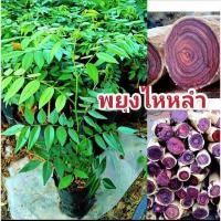 ราคา พยุงไหหลำ ต้นสมบูรณ์เเข็งเเรงขนาด 35-55 ซม. รากเต็มถุง พร้อมปลูกพยุงไหหลำเนื้อไม้ลายสวย 8-10 ปีเริ่มตัดขายได้ (23446766536)