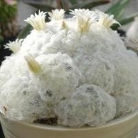 ราคา เมล็ดพันธุ์ แมม ขนนกขาว mammillaria plumosa 10 เมล็ด แคคตัส cactus กระบองเพชร (9385099589)