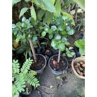 ราคา ช้อนเงินช้อนทอง ไม้มงคล สูง30-40ซม. (9651324300)