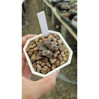 ราคา Haworthia variegated_succulent echeveria haworthia cactus ไม้อวบน้ำ แคคตัส ฮาโวเทีย ไลทอป (26474905055)