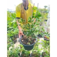 ราคา แก้วเจ้าจอมพันธุ์6+4(10ใบ)ความสูง70-80เซน กระถาง11นิ้ว (28479469628)