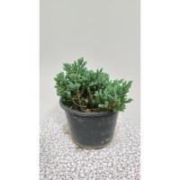 ราคา สนเลื้อย กระถาง 6 นิ้ว (28127778346)