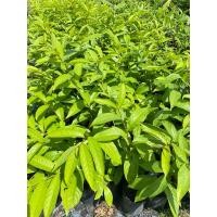 ราคา ต้นตะแบกสูง50-60ซม.สั่งขั้นต่ำ2-3ต้นคละต้นอื่นได้ (22640713420)