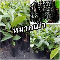 ราคา ต้นหมากเม่า ชุด 10 ต้น (29468503413)