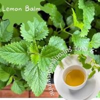 ราคา ต้นเลมอนบาล์ม (Lemon Balm) สมุนไพรฝรั่งปลอดสารพิษ กระถางขนาด 6” (19046895346)